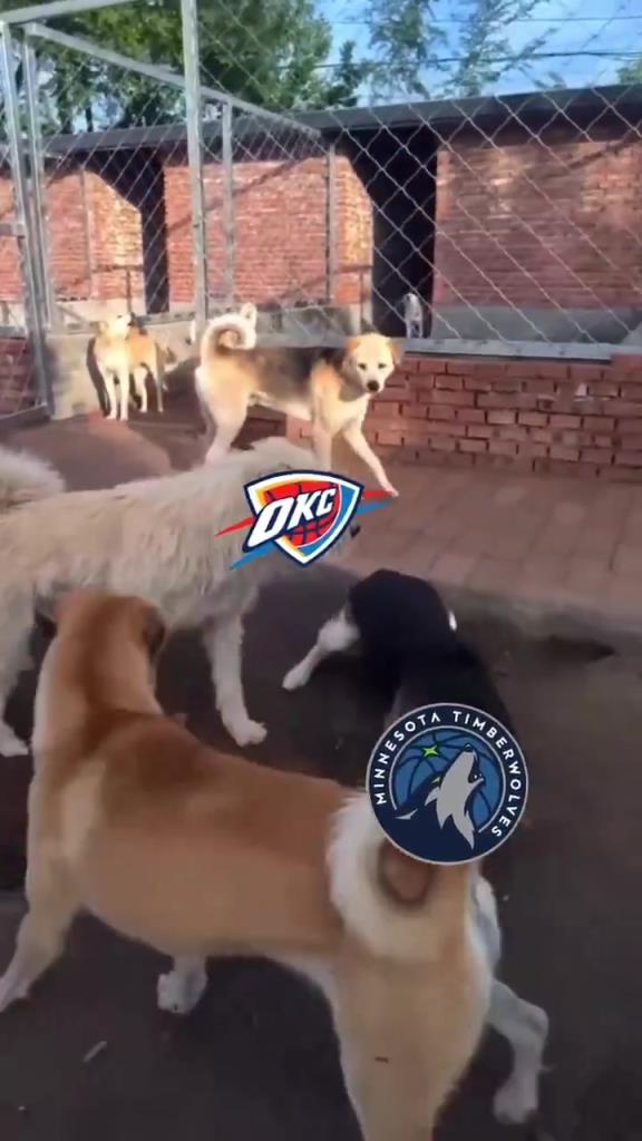 太有活了！美媒惡搞：狗王雷霆嚇退掘金灰熊，把森林狼按地上