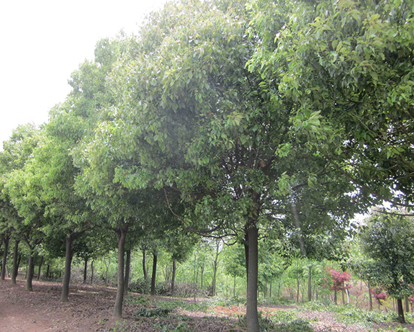香樟樹23